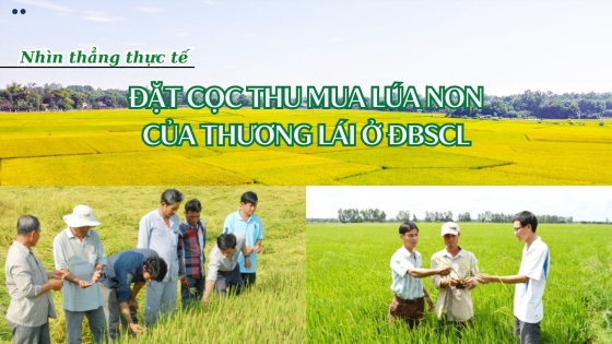 Nhìn thẳng thực tế đặt cọc thu mua lúa non của thương lái ở ĐBSCL