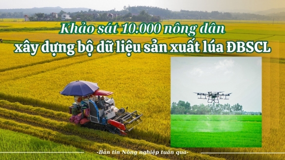 Khảo sát 10.000 nông dân, xây dựng bộ dữ liệu sản xuất lúa ĐBSCL