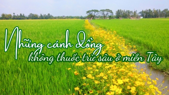 Mô hình 'ruộng lúa, bờ hoa' thu hút nông dân