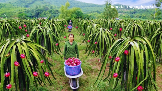 Xuất khẩu thanh long sang Vương quốc Anh: Chưa có quy định mới