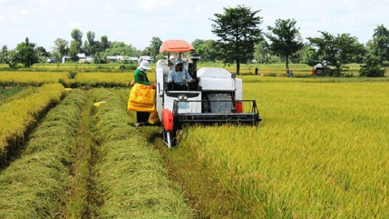 Lập hợp đồng điện tử, xóa tình trạng bẻ kèo trong thu mua lúa