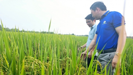 Hợp tác xã làm nông nghiệp tuần hoàn ở Vĩnh Phúc