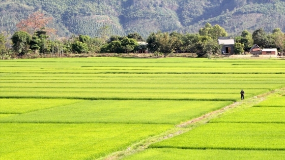 Buôn Choah rộn ràng với giống lúa TBR39