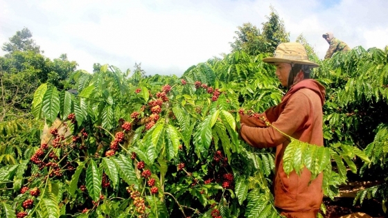 Nhiều mô hình sinh kế giúp bà con vùng cao 'giảm nghèo bền vững'