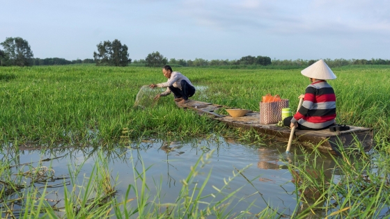 Bản tin Thủy sản ngày 10/11/2023: Đồng Tháp Mười 'đói' tôm, cá mùa nước nổi