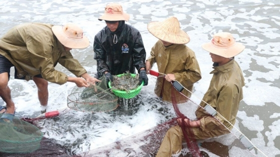 Chuyển đổi từ nuôi tôm quảng canh sang thâm canh là con đường tất yếu