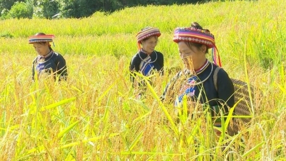 Trồng lúa hữu cơ, cây khỏe, đất tốt, người vui vẻ