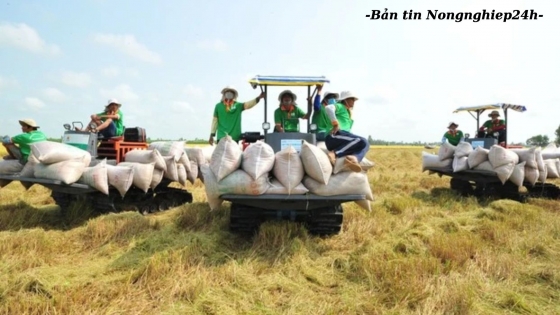 Tạo tính bền vững, chặt chẽ hơn cho cấu trúc ngành hàng lúa gạo