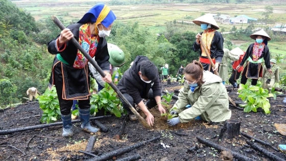 Những khó khăn cần sớm vượt qua khi xã hội hóa trồng rừng