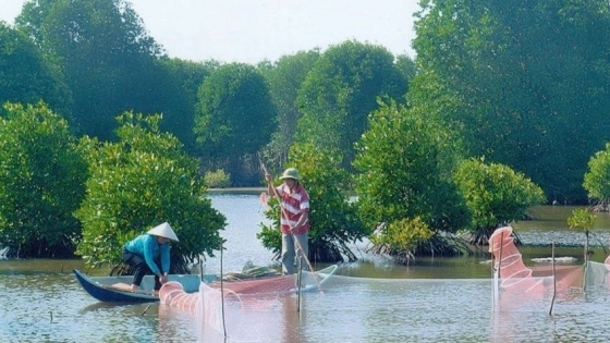 Sản xuất thủy sản bền vững dưới tán rừng