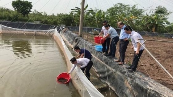 Đưa quy trình nuôi cua cà ra thương phẩm về Thái Bình