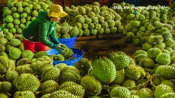 Những nhiệm vụ trọng tâm để phát triển thị trường năm 2024