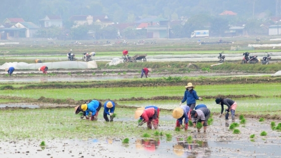 Thời tiết nông vụ ngày 30/1/2024: Nông dân hồ hởi xuống đồng làm vụ xuân