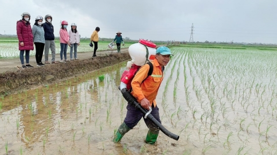 Thời tiết nông vụ ngày 26/2/2024: Cần tập trung chống rét cho lúa xuân