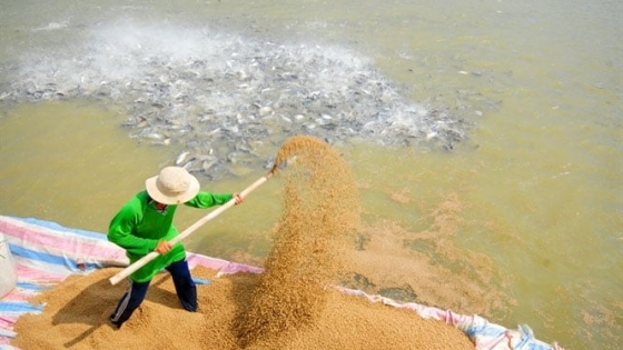 Bản tin Thủy sản ngày 28/2/2024: Thức ăn thủy sản nên dùng nguyên liệu trong nước