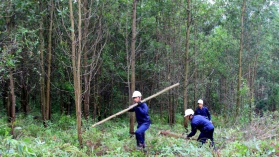 Bản tin Lâm nghiệp ngày 6/3/2024: Lâm nghiệp tạo việc làm cho 5 triệu lao động