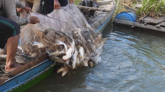 Bản tin Thủy sản ngày 6/3/2024: Nhiều loài cá ở sông Mekong nguy cơ tuyệt chủng