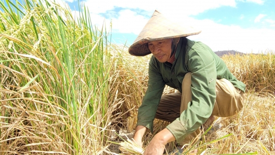 Nhiều diện tích cây trồng có nguy cơ mất trắng do nắng hạn