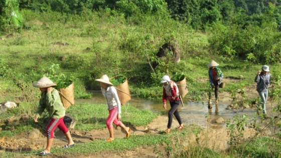 Bản tin Lâm nghiệp ngày 9/4/2024: Đẩy mạnh phục hồi rừng bằng cây bản địa