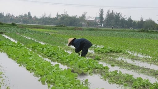 Thời tiết nông vụ ngày 22/5/2024: Mưa tăng về lượng, đề phòng sạt lở, ngập úng