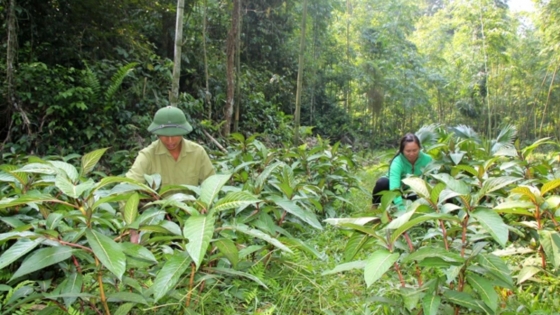 Bản tin Lâm nghiệp ngày 29/5/2024: Cây dược liệu còn khó đầu ra