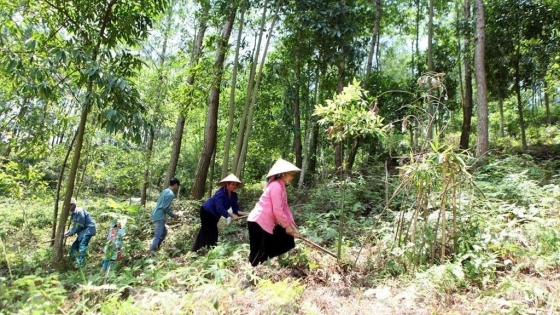 Bản tin Lâm nghiệp ngày 3/6/2024: Nhân rộng quy chế sử dụng tiền môi trường rừng