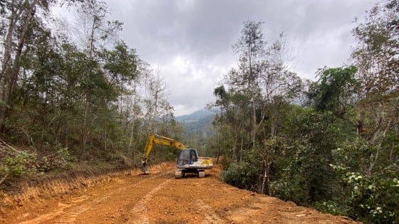 Bản tin Lâm nghiệp ngày 20/6/2024: Đầu tư đường lâm nghiệp tăng giá trị rừng trồng