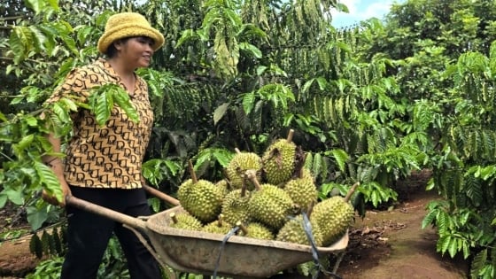 Cộng đồng người Jrai liên kết trồng sầu riêng theo tiêu chuẩn VietGAP