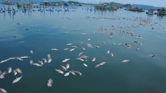 Bản tin Thủy sản ngày 26/6/2024: Hơn 29 cá biển chết đột ngột