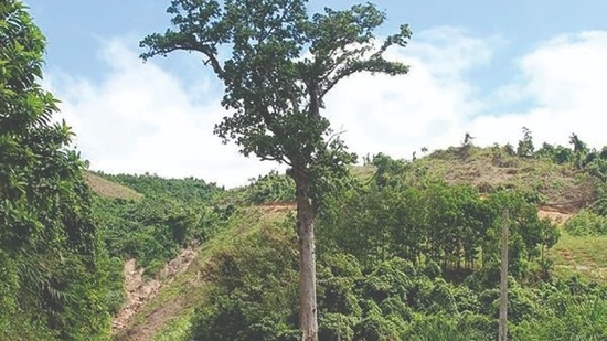 Bản tin Lâm nghiệp ngày 27/6/2024: Bảo vệ, khôi phục và phát triển rừng lim xanh