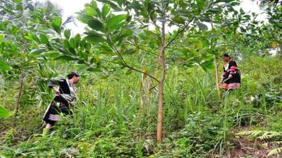 Xứ Tuyên hoàn thành trước 1 năm kế hoạch trồng một tỷ cây xanh
