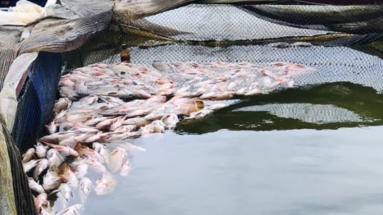 Bản tin Thủy sản ngày 28/6/2024: Lâm Đồng xác định nguyên nhân cá chết hàng loạt