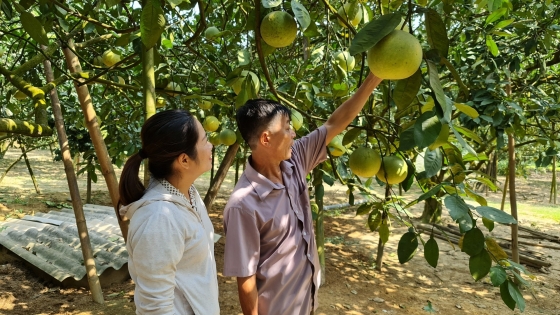 Bưởi Soi Hà vươn mình ra thế giới