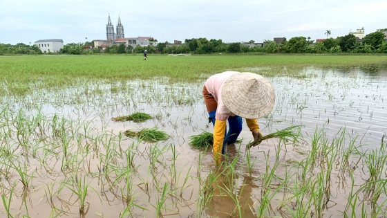 Thời tiết nông vụ ngày 24/7/2024: Mưa lớn giảm dần, khẩn trương khôi phục lúa mùa