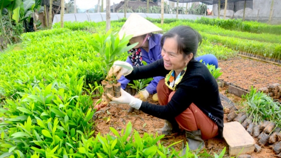 Bản tin Lâm nghiệp ngày 6/8/2024: Phát triển rừng từ cải thiện chất lượng cây giống