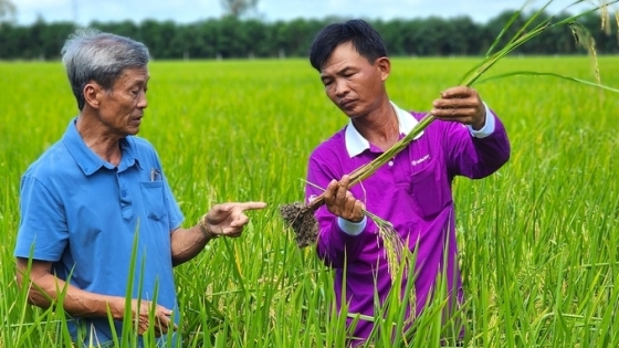 Đề án 1 triệu ha lúa chất lượng cao, giảm phát thải: 'Thiên thời, địa lợi, nhân hòa'