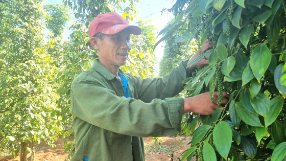 Pepper prices surge, farmers eagerly begin the harvest season