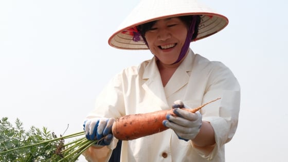 South Korean Agriculture Minister harvests carrots with Hai Duong farmers