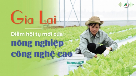 Gia Lai - điểm hội tụ mới của nông nghiệp công nghệ cao