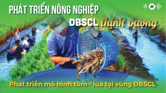 Phát triển mô hình tôm - lúa tại vùng ĐBSCL