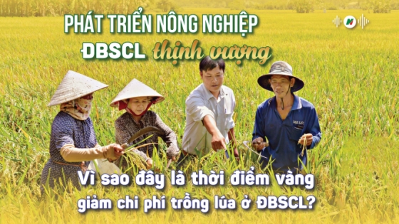 Hợp tác xã chủ động áp dụng nhiều giải pháp tăng lợi nhuận từ lúa