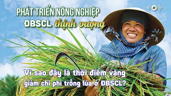 Vì sao nhiều quy trình trồng lúa mới chưa thể triển khai sâu rộng trong dân?