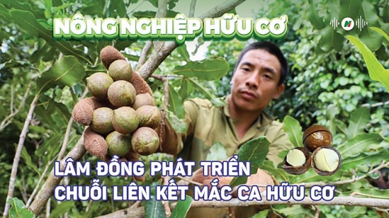 Lâm Đồng phát triển chuỗi liên kết mắc ca hữu cơ