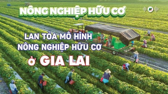 Lan tỏa mô hình nông nghiệp hữu cơ ở Gia Lai