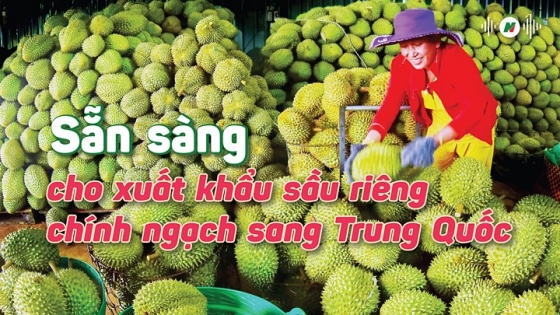 Sẵn sàng xuất khẩu sầu riêng chính ngạch sang Trung Quốc