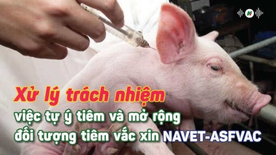 Xử lý trách nhiệm việc tự ý tiêm và mở rộng đối tượng tiêm vacxin NAVET-ASFVAC