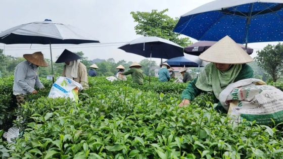 How to escape the 'cheap price trap' for tea exports?