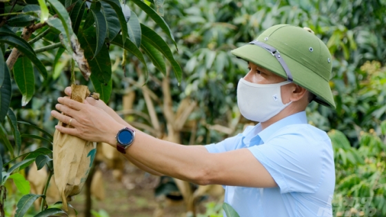 Trái cây Sơn La vươn mình ra biển lớn: [Bài 2] Sử dụng bao trái, nâng cao chất lượng xoài