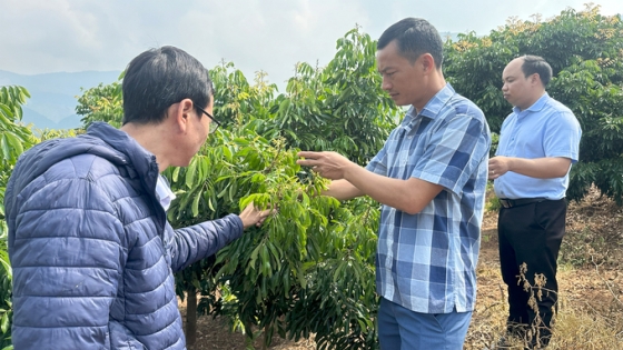 Trái cây Sơn La vươn mình ra biển lớn: [Bài 3] Chú ý cắt tỉa khi nhãn vừa đậu quả non