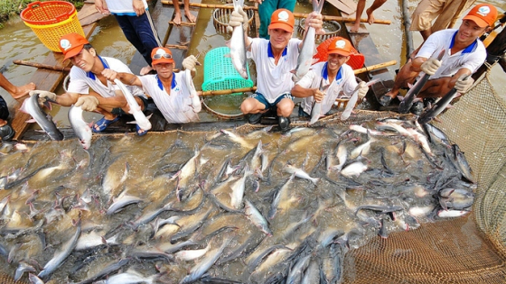 Pangasius exports are expected to grow by 10% in 2025